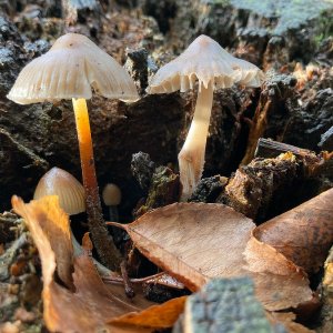 Pilze erobern den Baumstamm...... Jürgen Herborn